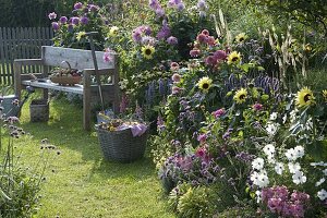 Summer bed with Helianthus 'Garden Statement', Cosmos