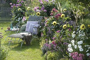 Summer bed with Helianthus 'Garden Statement', Cosmos
