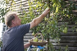 Man picking pear 'Williams Christ pear' (Pyrus communis) from trellis