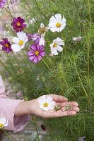 Flower and seed of Cosmos (Jewel Basket)