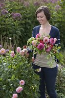 Junge Frau schneidet Blüten von Dahlia (Dahlien) für Spätsommerstrauß