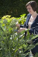 Young woman cutting flower of artichoke (Cynara scolymus)