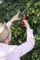 Harvesting cones of Humulus lupulus (hops) for herbal tea