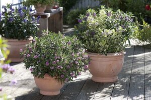 Hebe andersonii 'Paula' (evergreen shrub veronica)