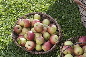 Apfelernte auf der Streuobstwiese