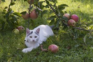 Apple harvest on meadow orchard