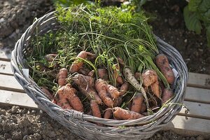 Freshly harvested carrots 'Flyaway' (Daucus carota) in basket