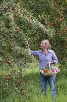 Woman picks apples