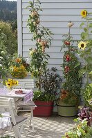 Snack terrasse with apple 'Starline Firedance' planted with chili