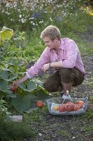 Junger Mann erntet Hokkaido-Kürbisse (Cucurbita)