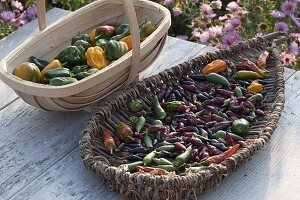 Peppers, chilli peppers and chilli (Capsicum) for drying