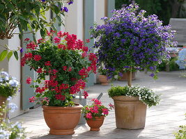 Pelargonium peltatum 'Holiday Red Blizzard' (hanging geranium) grown as a column