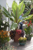 Tropical terrace: Musa acuminata (banana) with Petunia Bingo 'Coral'