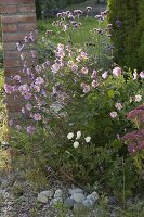 Anemone hupehensis 'September Charme' (Autumn anemone) in gravel bed