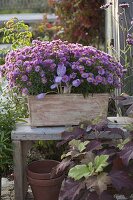 Aster dumosus 'Rose Crystal' (Kissenastern), Colchicum (Herbstzeitlose)