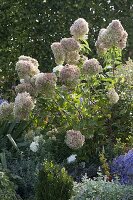 Hydrangea paniculata 'Limelight' (Rispenhortensie) im Verblühen