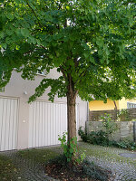 Cercidiphyllum (Cake tree, Judas leaf tree) in front of double garage