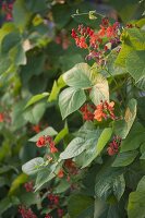 Flowers of fire bean (Phaseolus coccineus)