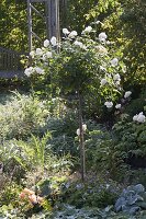 Rosa 'Glamis Castle' (Englische Rose) als Stämmchen