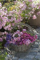 Basket of freshly cut aster