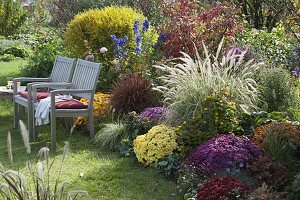 Autumn bed with Chrysanthemum from right: 'Zelos', 'Kilo', 'Kiroul', 'Lara', 'Kifix'