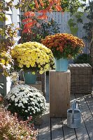 Chrysanthemum multiflora 'Kiwhite' white, 'Kiroul' copper, 'Fortuna' yellow