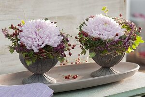 Large flowers of chrysanthemum in wreaths of hedera