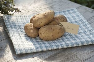 Potato variety 'Hansa' (Solanum tuberosum)