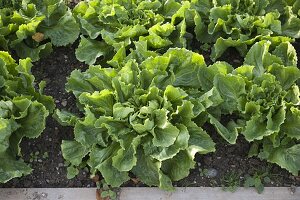 Endivien-Salat (Cichorium endivia) im Beet