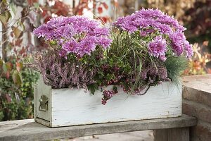 Chrysanthemum (Autumn Chrysanthemum), Calluna 'Pink Alicia'