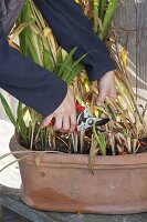 Woman cutting leaves of Crocosmia (Montbretia)