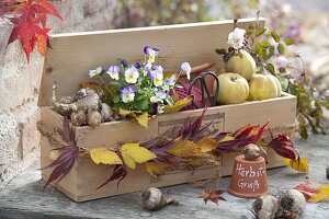 Geschenk für Gartenfreunde: Holzkiste gefüllt mit Zwiebeln von Narcissus