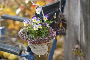 Viola cornuta 'Callisto White Violet Wing' (horned violet) in clay pot