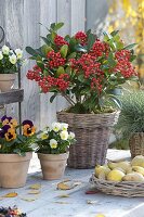 Skimmia japonica 'Bright Orange' (Fruiting cimmia) with orange berries