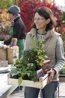 Pflanzen einkaufen im Herbst