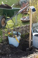 Planting rootless roses in autumn