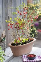 Lycium barbarum (Gojibeere, Wolfsbeere) in Terracotta - Jardiniere