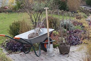 Planting balled shrubs in autumn