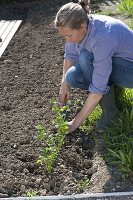 Woman planting celery (Apium) in the vegetable bed