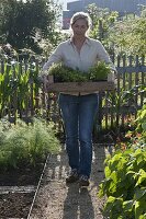 Woman brings box full of herbs, fennel (Foeniculum), fire beans