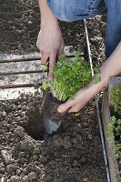 Woman plants parsley (Petroselinum)