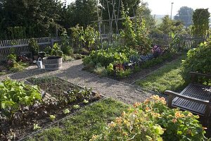 Gemüsegarten mit Bohnen (Phaseolus), Salat (Lactuca), Kohl (Brassica)