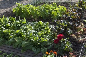 Vegetable bed with spinach 'Madator' (Spinacia oleracea), bush beans
