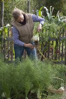 Woman harvesting fennel (Foeniculum)