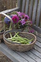 Körbe mit frisch geernteten Bohnen (Phaseolus) und Blumen