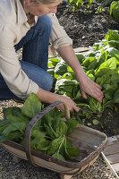 Woman harvesting spinach 'Madator' (Spinacia oleracea) in the vegetable patch