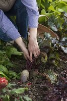 Woman harvesting beetroot (Beta vulgaris)