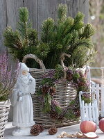 Twigs of Pinus sylvestris (Scots pine) in basket