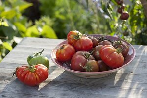 Freshly harvested tomatoes (Lycopersicon) in bowl