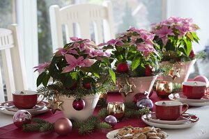 Table decoration with Euphorbia pulcherrima (Christmas stars)